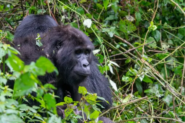 Bwindi na Uganda, Caminho Denso Pela Selva em Busca dos Raros Gorilas-das-Montanhas