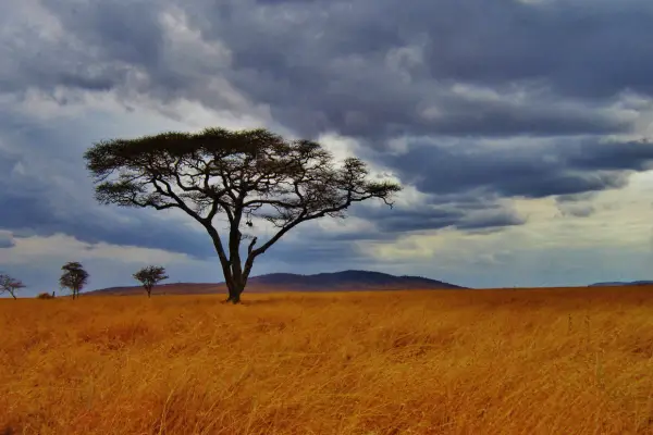 Serengeti, Caminhos Selvagens na Savana de Tanzânia