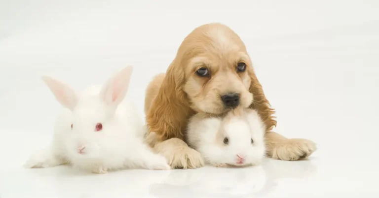 coelho e cachorro juntos